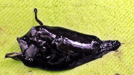 Lophodolos acanthognathus_03.jpg